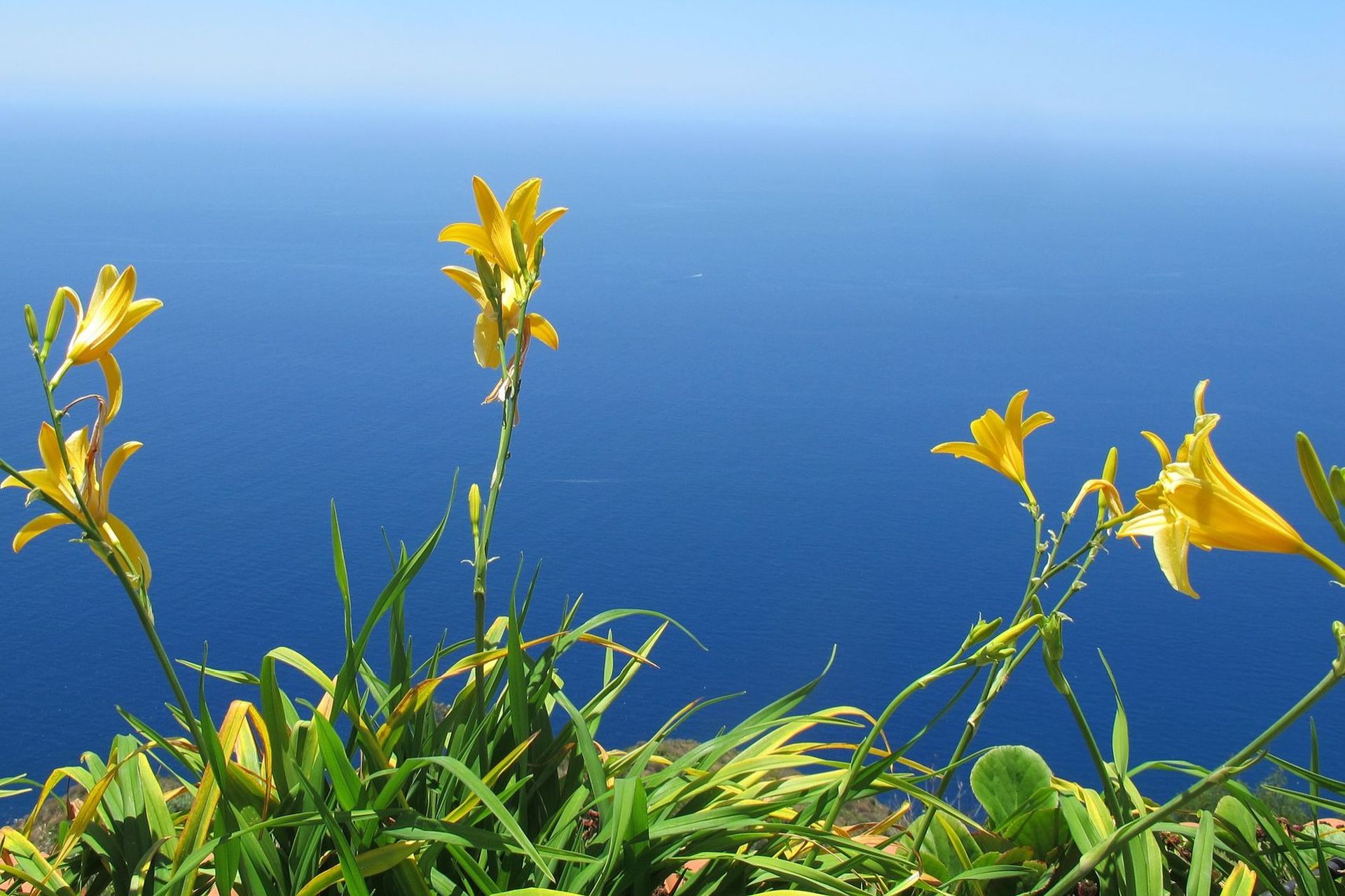 Bloemen op Madeira